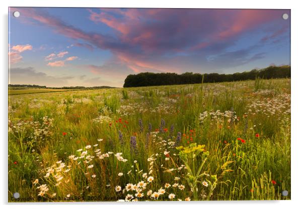 Wild flower meadow sunset landscape in West Norfol Acrylic by Simon Bratt LRPS