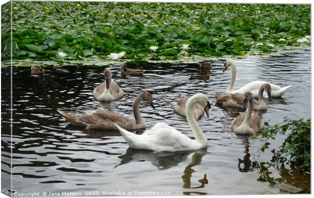 A Family of Swans Canvas Print by Jane Metters