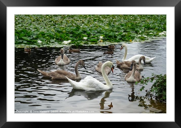 A Family of Swans Framed Mounted Print by Jane Metters