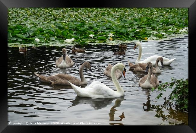 A Family of Swans Framed Print by Jane Metters