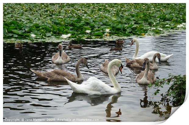 A Family of Swans Print by Jane Metters