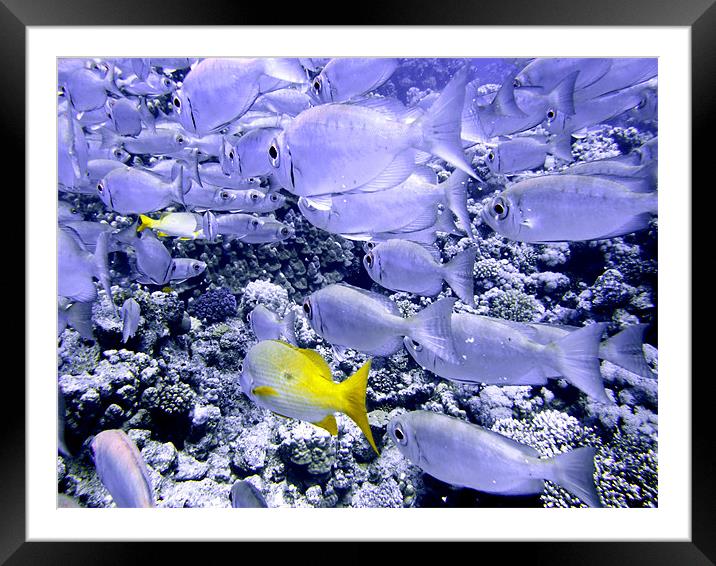 Bigeye and Yellowtail Snapper Fish Framed Mounted Print by Serena Bowles