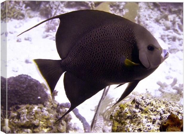 Black Angel fish From Side Canvas Print by Serena Bowles