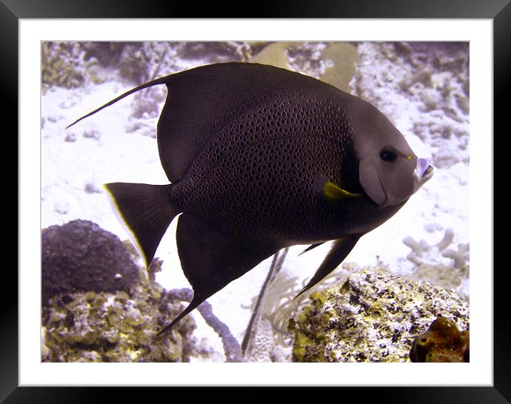 Black Angel fish From Side Framed Mounted Print by Serena Bowles