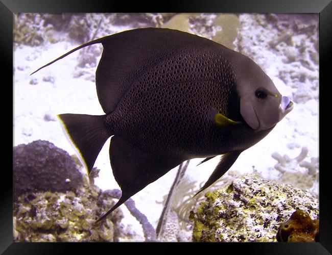 Black Angel fish From Side Framed Print by Serena Bowles