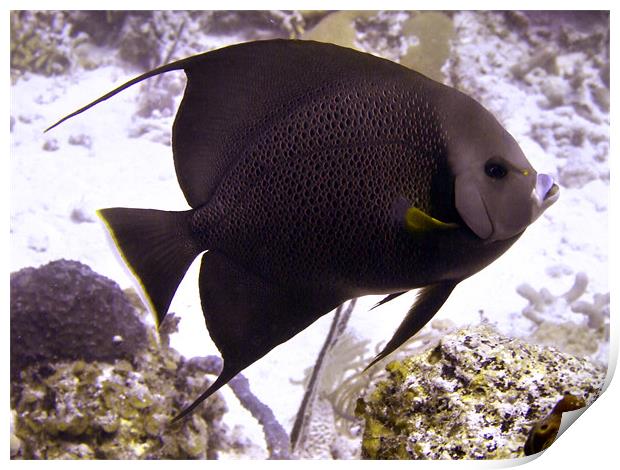 Black Angel fish From Side Print by Serena Bowles
