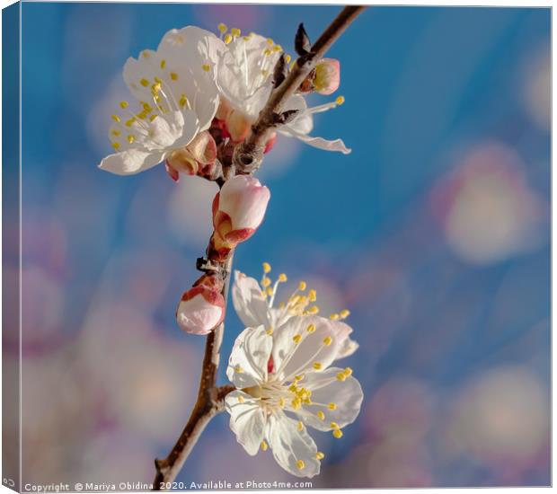 Springtime. Flowering branch of an almond tree Canvas Print by Mariya Obidina