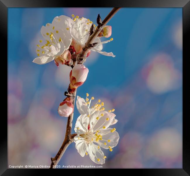 Springtime. Flowering branch of an almond tree Framed Print by Mariya Obidina