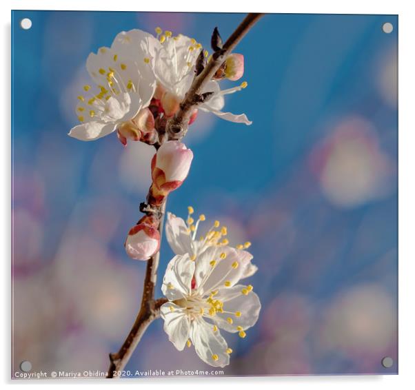 Springtime. Flowering branch of an almond tree Acrylic by Mariya Obidina
