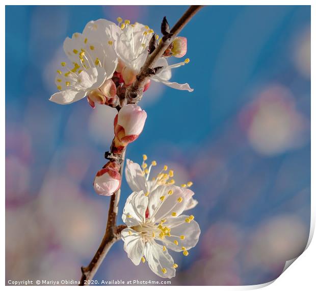 Springtime. Flowering branch of an almond tree Print by Mariya Obidina