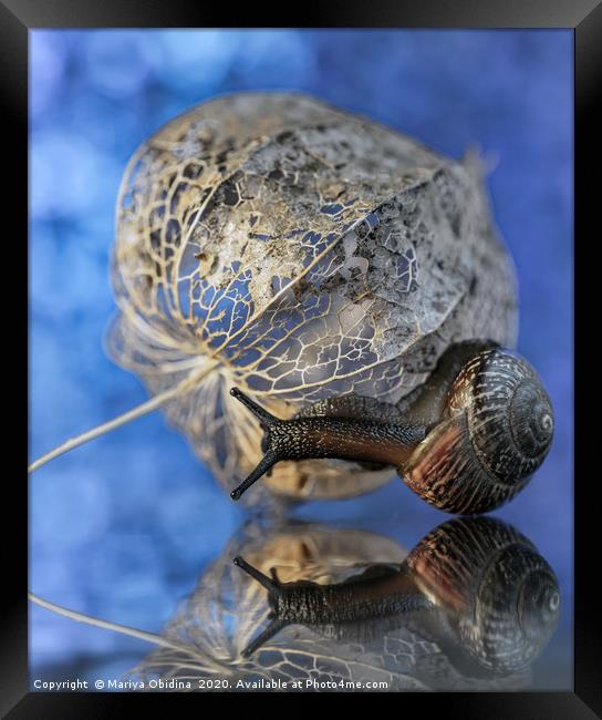 Snail macrophotography Framed Print by Mariya Obidina