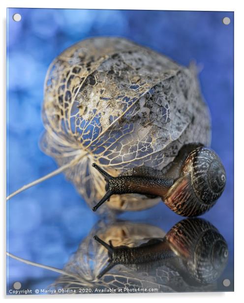 Snail macrophotography Acrylic by Mariya Obidina