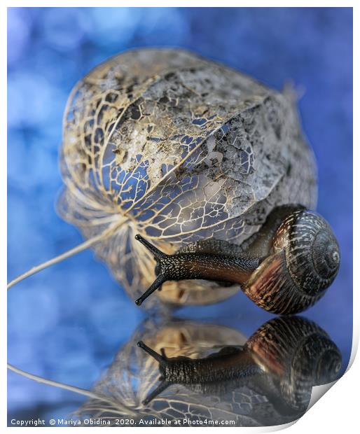 Snail macrophotography Print by Mariya Obidina