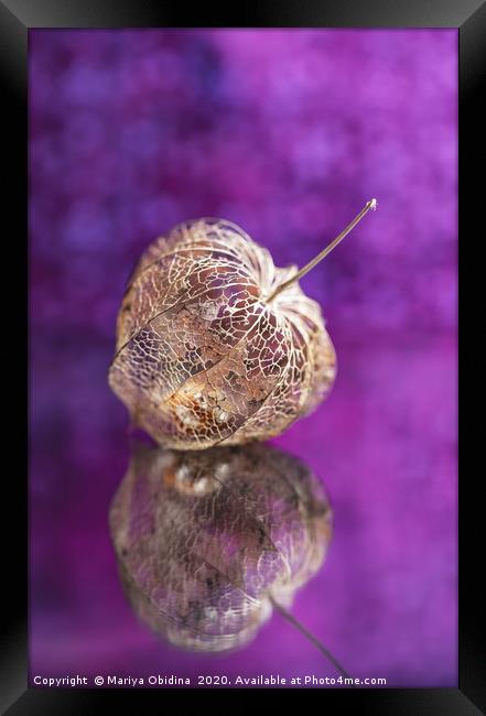 Dry fruit of physalis on a purple background. Macr Framed Print by Mariya Obidina