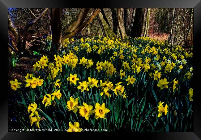 Woodland Daffodils Framed Print by Martyn Arnold
