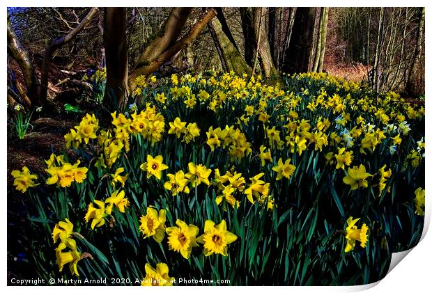 Woodland Daffodils Print by Martyn Arnold