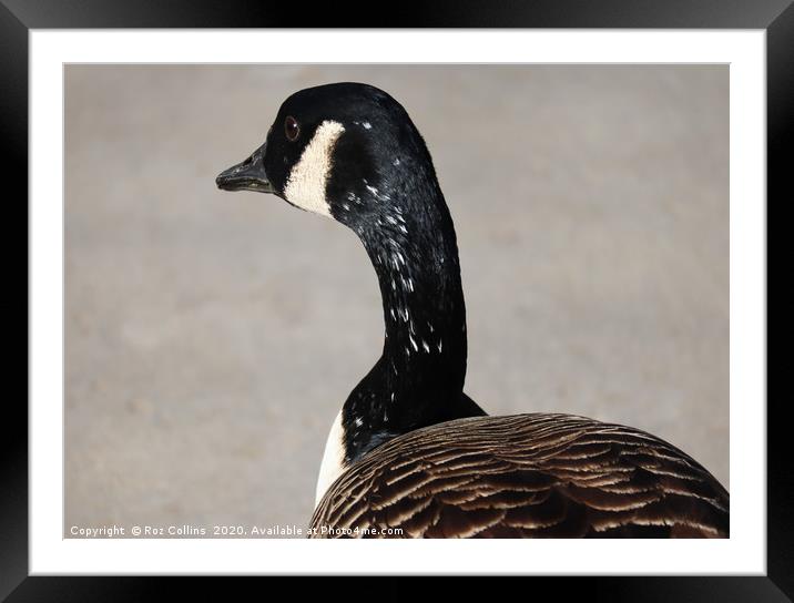 Canada Goose Framed Mounted Print by Roz Collins