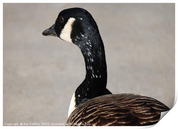Canada Goose Print by Roz Collins