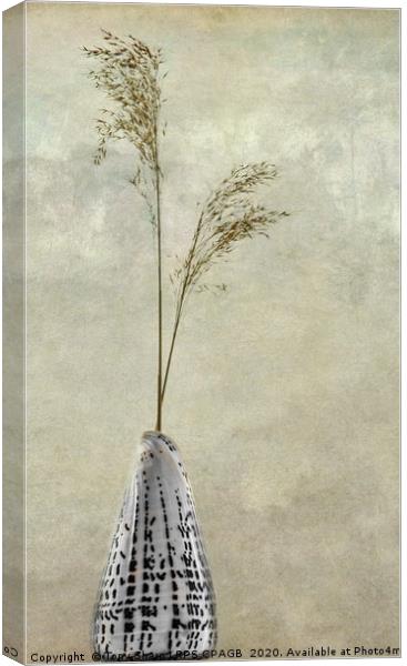 CONE SHELL WITH REED GRASS STEMS Canvas Print by Tony Sharp LRPS CPAGB