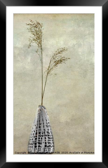 CONE SHELL WITH REED GRASS STEMS Framed Mounted Print by Tony Sharp LRPS CPAGB