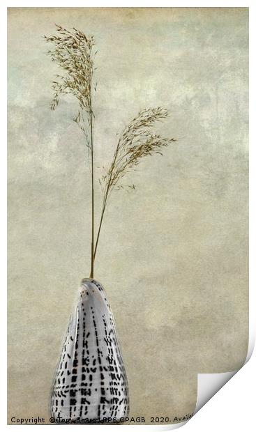 CONE SHELL WITH REED GRASS STEMS Print by Tony Sharp LRPS CPAGB