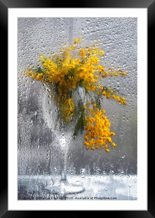 Mimosa bouquet in a wine glass behind a wet window Framed Mounted Print by Mariya Obidina