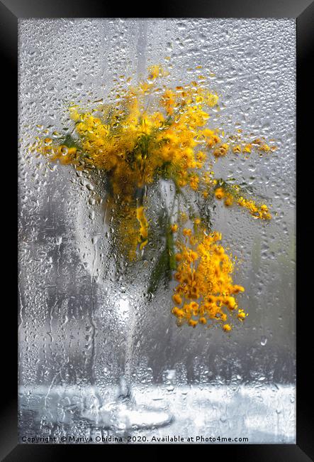 Mimosa bouquet in a wine glass behind a wet window Framed Print by Mariya Obidina