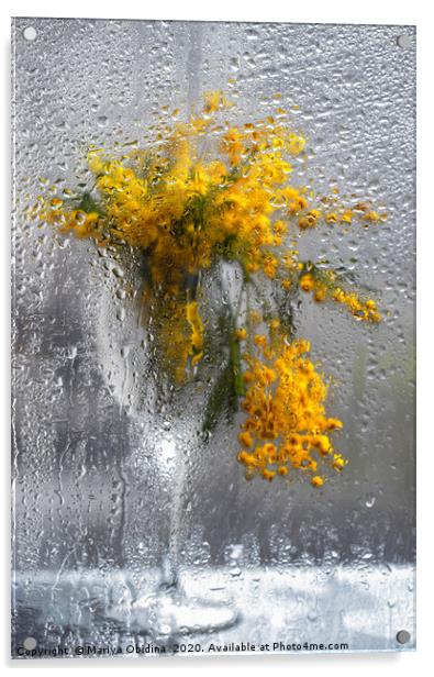 Mimosa bouquet in a wine glass behind a wet window Acrylic by Mariya Obidina