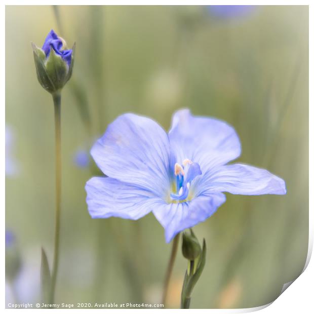 Blue Beauty of Rural Kent Print by Jeremy Sage