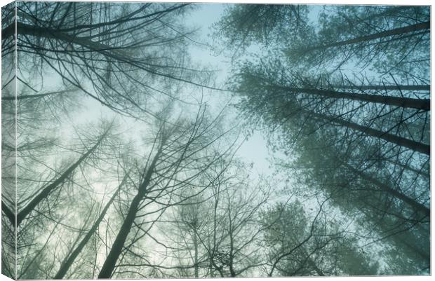 Forest trees on a misty morning Canvas Print by Andrew Kearton