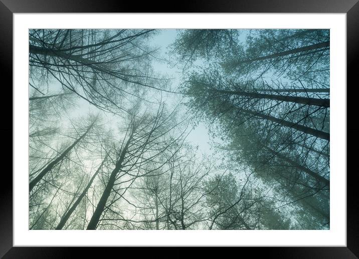 Forest trees on a misty morning Framed Mounted Print by Andrew Kearton
