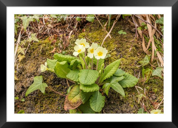 Spring Cheer - Flowering Wild Primrose Framed Mounted Print by Richard Laidler