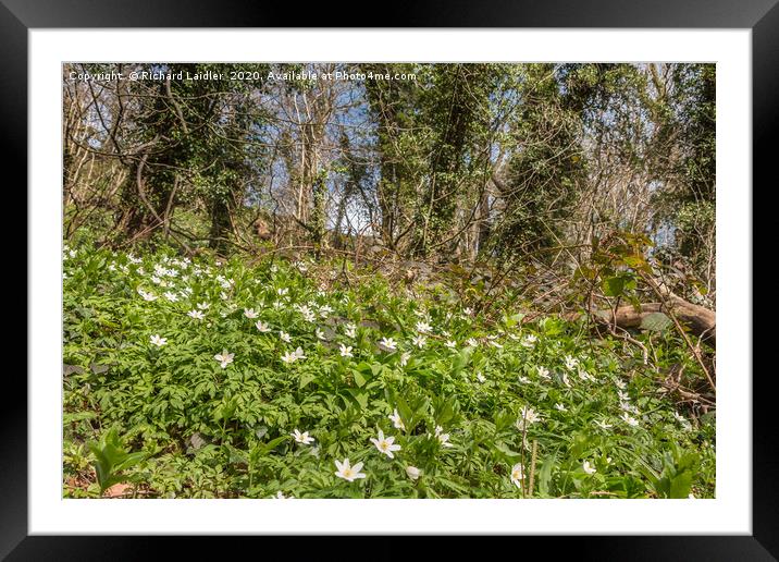 Spring Cheer - Wood Anemones Framed Mounted Print by Richard Laidler