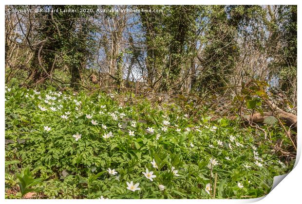 Spring Cheer - Wood Anemones Print by Richard Laidler