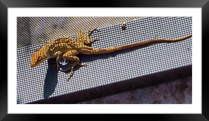 fun with lizard's Framed Mounted Print by dale rys (LP)