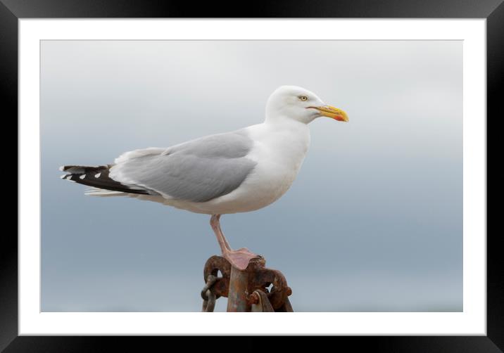 Conwy Gull Framed Mounted Print by Jonathan Thirkell