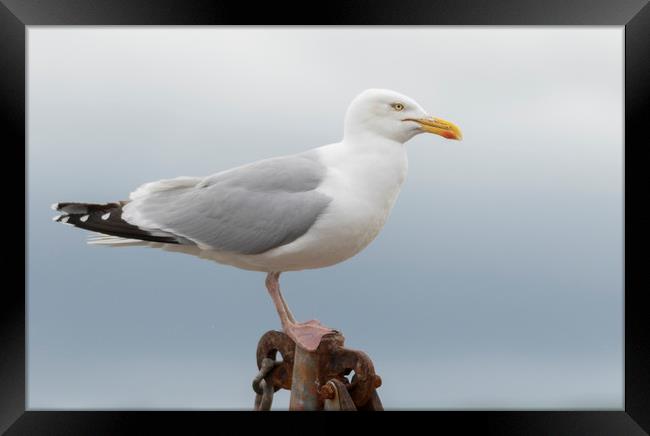 Conwy Gull Framed Print by Jonathan Thirkell