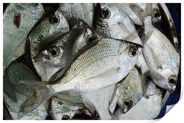 Fish Catch Print by Hassan Najmy