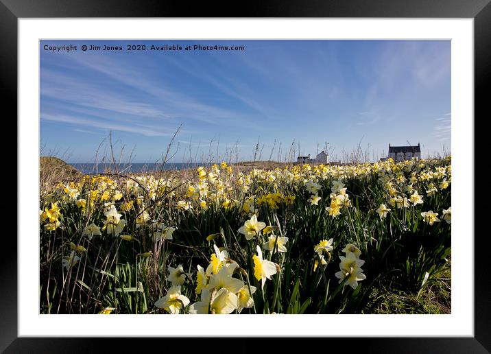 Spring Flowers at Seaton Sluice Harbour Framed Mounted Print by Jim Jones