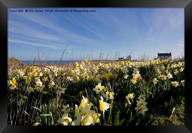 Spring Flowers at Seaton Sluice Harbour Framed Print by Jim Jones