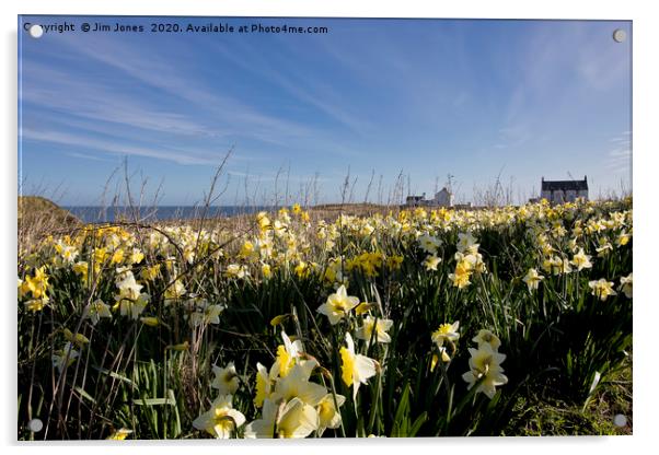 Spring Flowers at Seaton Sluice Harbour Acrylic by Jim Jones