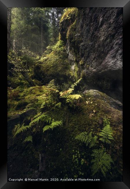 Ferns in the fairytale forest Framed Print by Manuel Martin