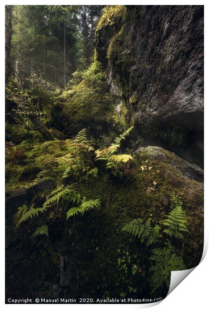 Ferns in the fairytale forest Print by Manuel Martin
