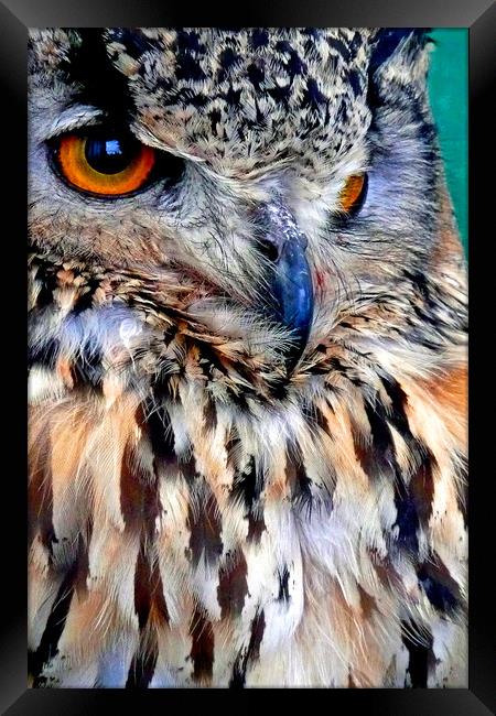 European Eagle Owl Bird of Prey Framed Print by Andy Evans Photos