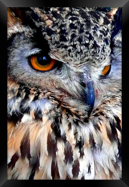 European Eagle Owl Bird of Prey Framed Print by Andy Evans Photos