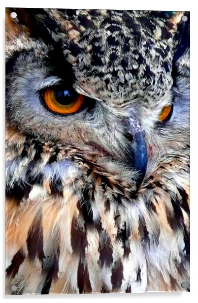 European Eagle Owl Bird of Prey Acrylic by Andy Evans Photos