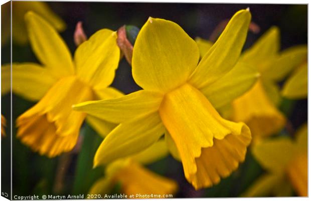 The Yellows of Spring Canvas Print by Martyn Arnold