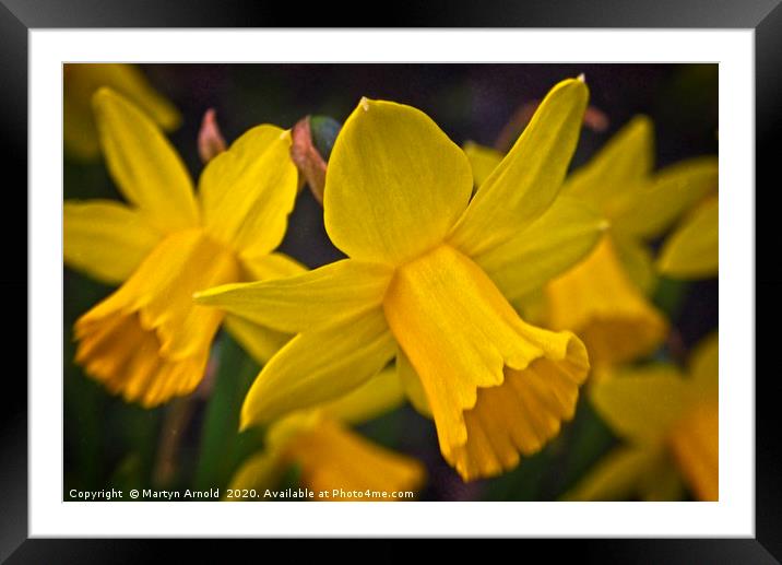 The Yellows of Spring Framed Mounted Print by Martyn Arnold