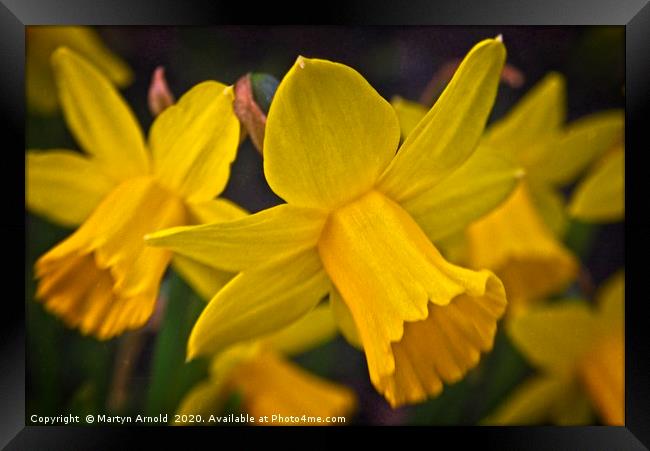 The Yellows of Spring Framed Print by Martyn Arnold