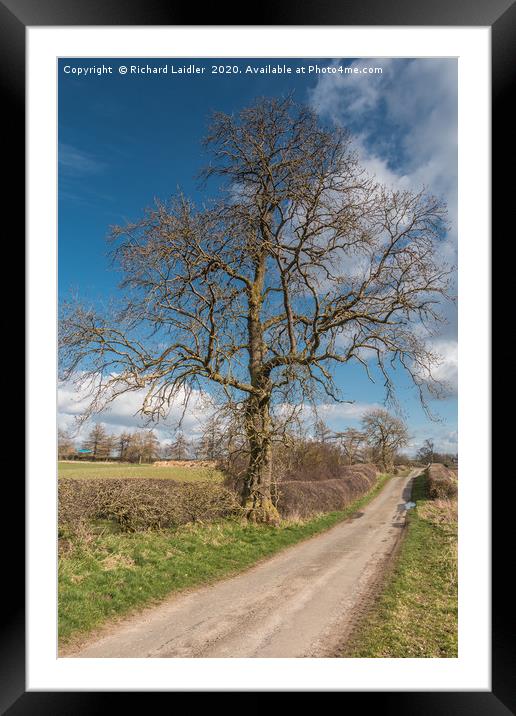 Lone Ash Silhouette in Early Spring Framed Mounted Print by Richard Laidler